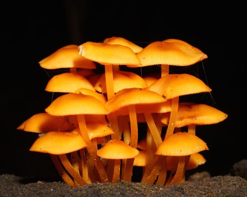 Fungi