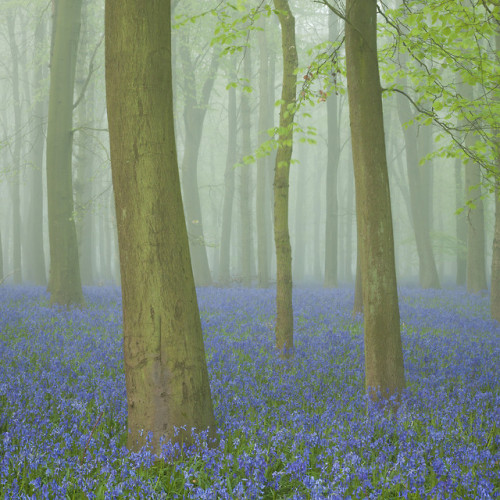 Springtime Blues by Brian Roberts