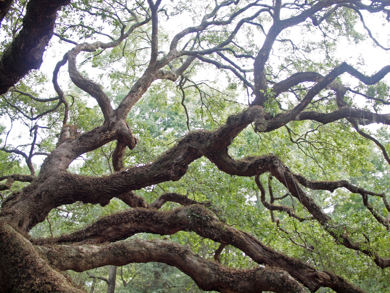 wanderlustingthoughts:  Look at this tree, man. The Angel Oak Tree is estimated to