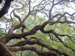 flowury:  therosagreen:  wanderlustingthoughts:  Look at this tree, man. The Angel Oak Tree is estimated to be in excess of 1500 years old, stands 66.5 ft (20 m) tall, measures 28 ft (8.5 m) in circumference, and produces shade that covers 17,200 square