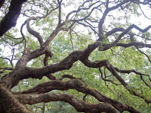 smokeage:flowury:therosagreen:wanderlustingthoughts:Look at this tree, man.The Angel Oak Tree is est