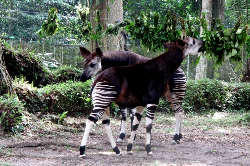 vintagecongo: Okapi Wildlife ReserveThe Okapi Wildlife Reserve occupies about one-fifth of the Ituri