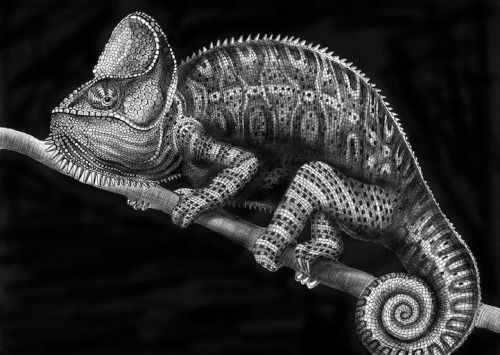 unicorn-meat-is-too-mainstream:  New Jersey-based illustrator Tim Jeffs has spent the past year trying to draw intricately detailed animal portraits with nothing more than pens and ink. 