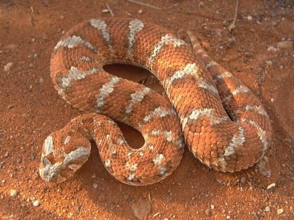 exotic-venom:
“  (Bitis caudalis) Horned puff adder
”