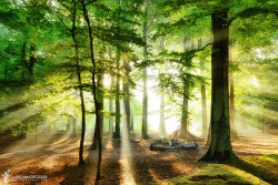 reagentx:  One Day in the Forest by larsvandegoor | http://500px.com/photo/45389280 