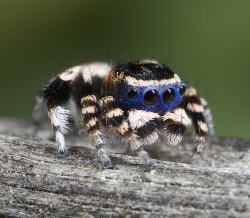 awesomearachnids:    Blueface Maratus (undescribed species)  Imgur  i want this in a puppy size to cuddle with right now