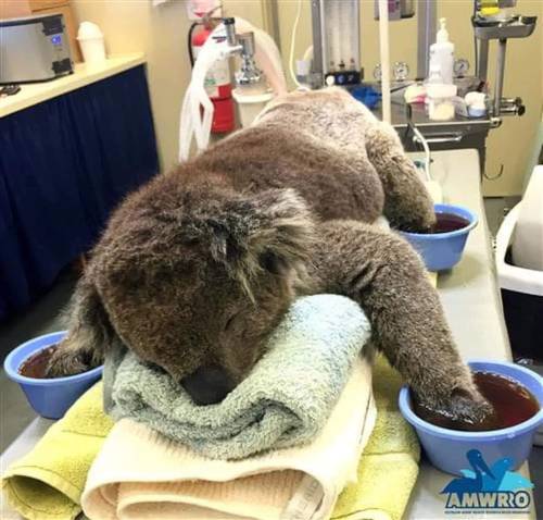 blue&ndash;folder:  Koala recovering after being rescued