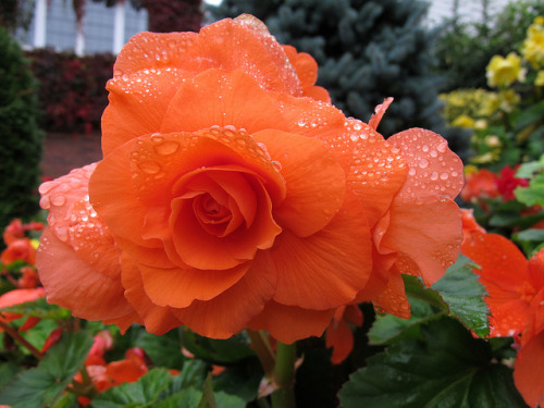 The begonias have enjoyed another wet summer! by Four Seasons Garden on Flickr.