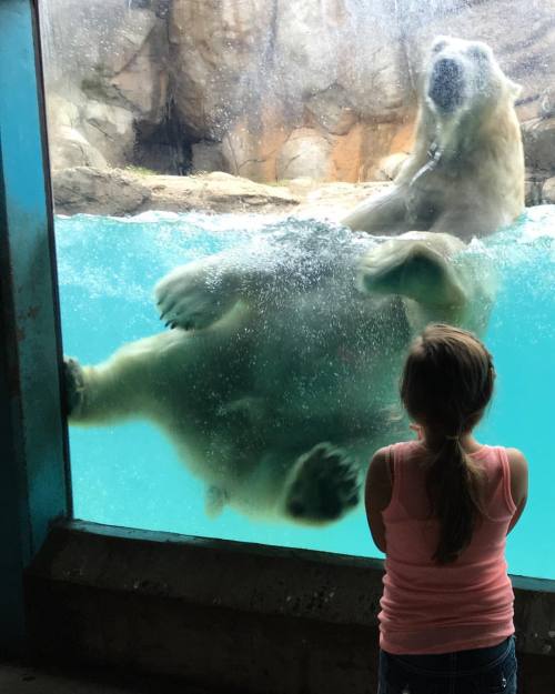 From polar bears to the sand cat, we saw it all!#zoo #polarbear #water #love #cousin #cute #family