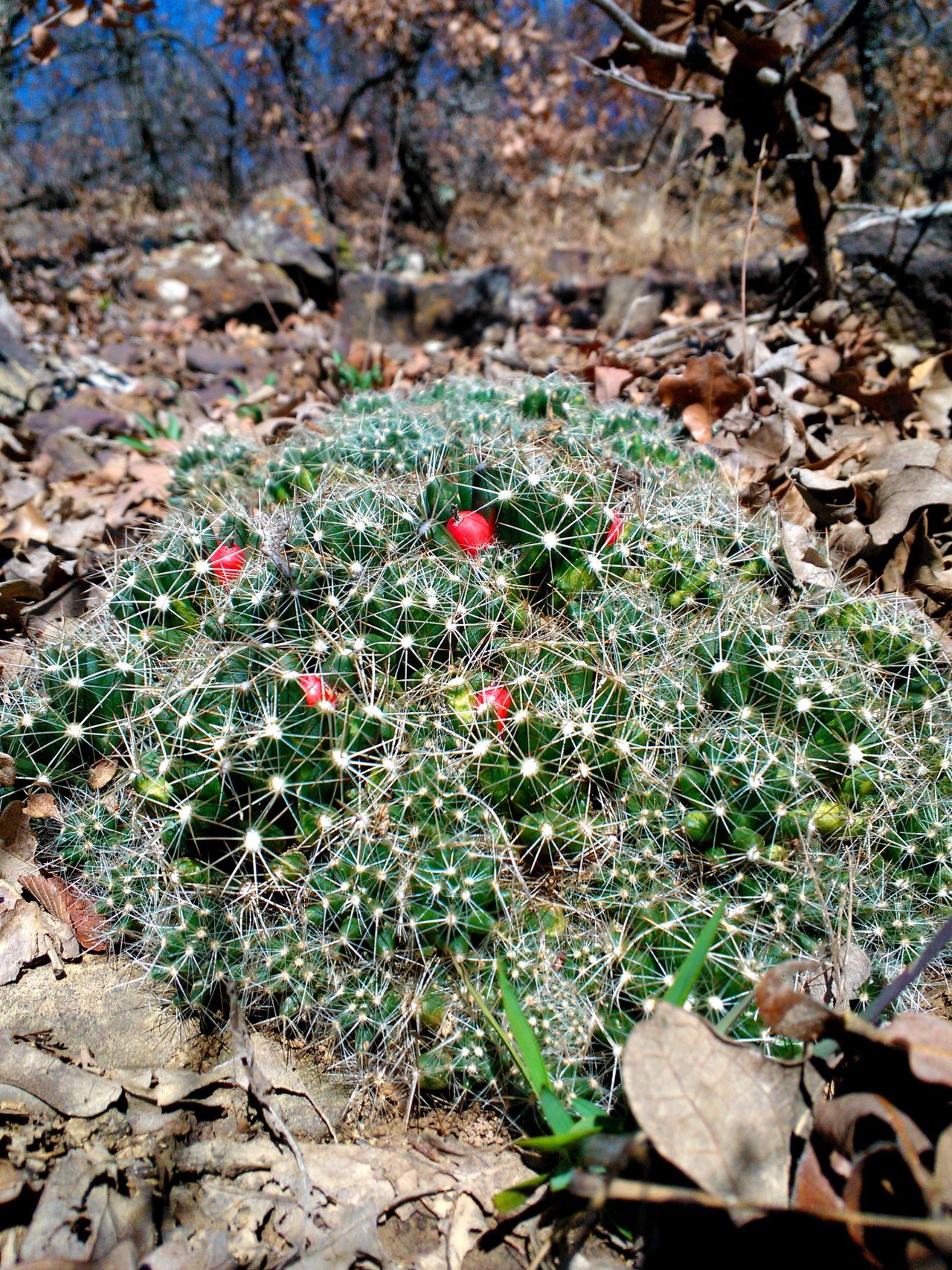 neurotransmissions:
“ Sweet blessings from heaven! I just found out that my cacti might be active!
So, I was out hiking today and stopped after having a premonition that I was about to find a large cluster. I walked a half step forward and decided to...