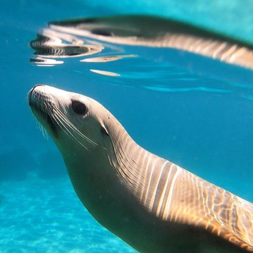 Both the conditions and the Australian Sealions were amazing on yesterday’s swim with the Sealions t