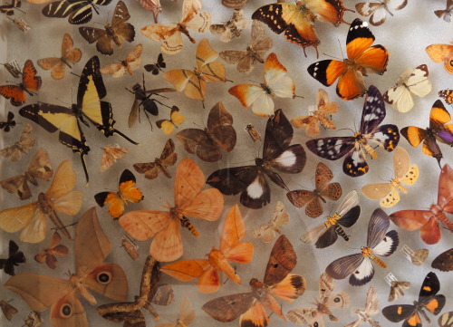 fungusqueen: Moths and butterflies from the Natural History Museum’s Bug Fair.