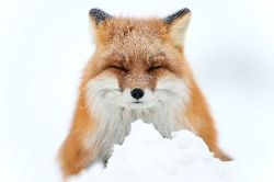 Awesome-Picz:    Russian Miner Spends His Breaks Taking Photos Of Foxes In The Arctic