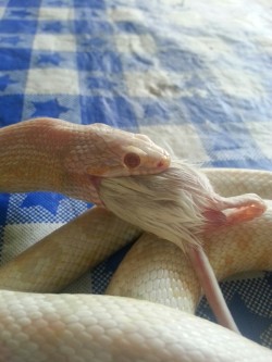 Thatonereptileblog:  I Snapped A Pretty Good Picture Of My Little Girl Feeding.