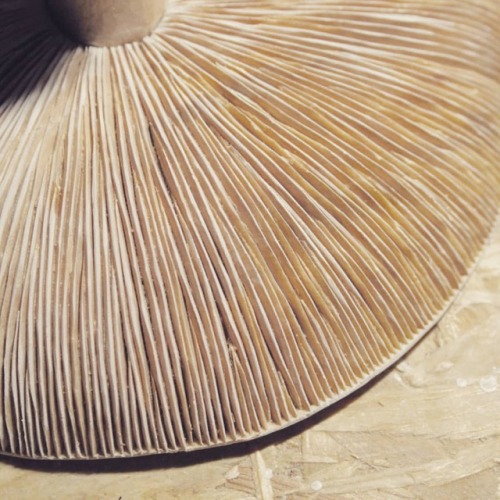 本の作品に使用するキノコはヒダを三角刀で彫った後にデザインナイフで更に深く彫って仕上げます。 #キノコ #木彫#mushroom #woodcarving