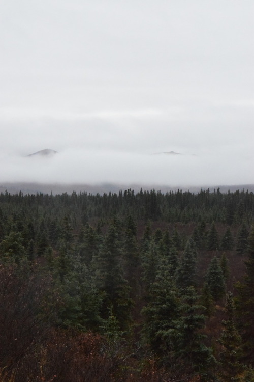 explore-zone:Denali National Park (I) by explore-zonePlease don’t remove the caption 