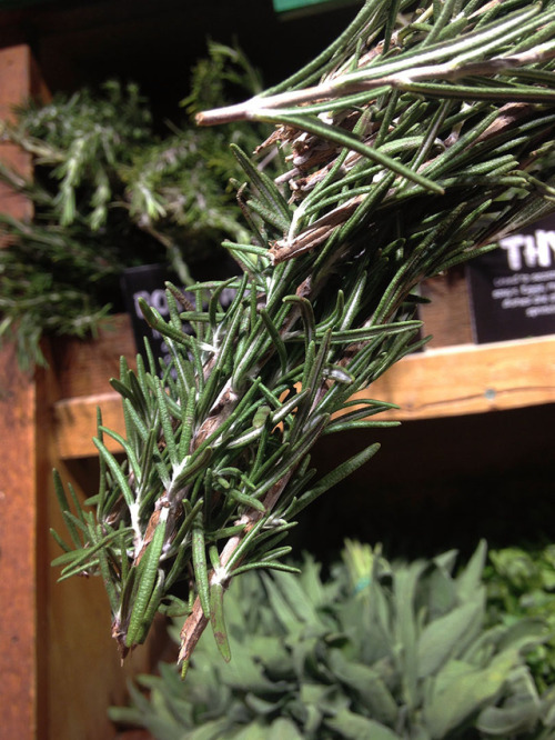 hqcreations:Regrowing Store-Bought RosemaryBefore I had a garden, I used to buy loads of rosemary fo