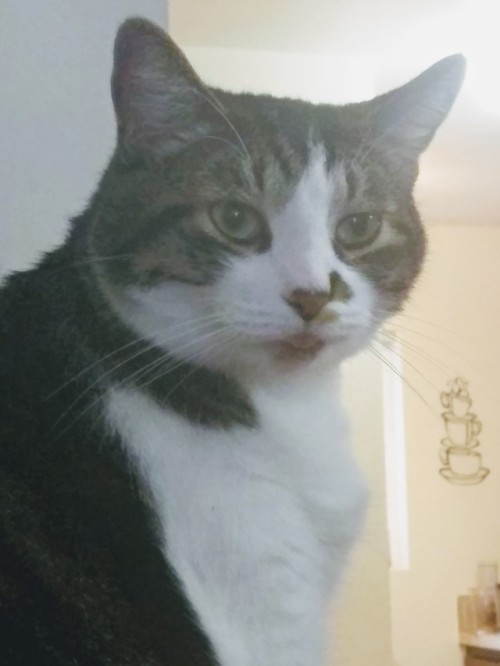 unflatteringcatselfies:This is Chance watching my brother eat dinner.