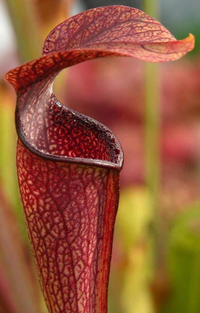 carni-gardener: Sarracenia rubra is also referred to as the ‘sweet trumpet’,