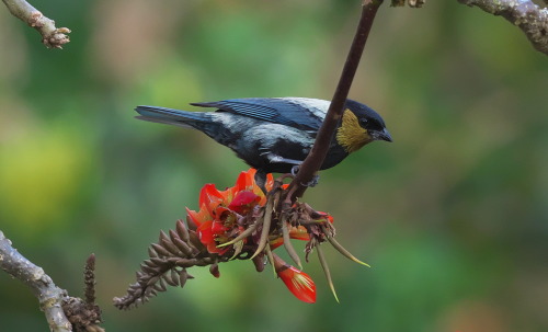 Silvery Tanager (Tangara viridicollis) male