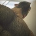 hairyguyworld:Pablo Perroni - compilation