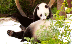 Giant Panda Photos
