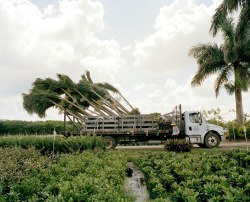 wired:  Palm trees are big business, one