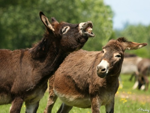 Amorous Polish Donkeys Reunited At Zoo After Slut-Shamey Separation