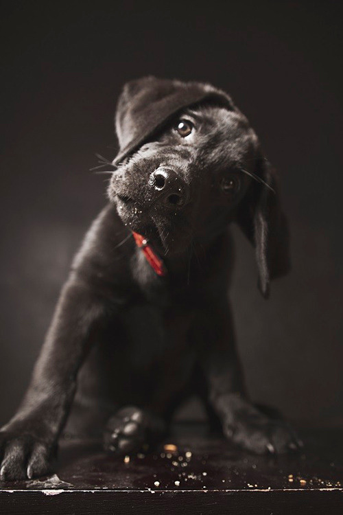 plasmatics-life:  Labrador ~ By Costas Diamantis