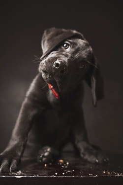 Plasmatics-Life:  Labrador ~ By Costas Diamantis