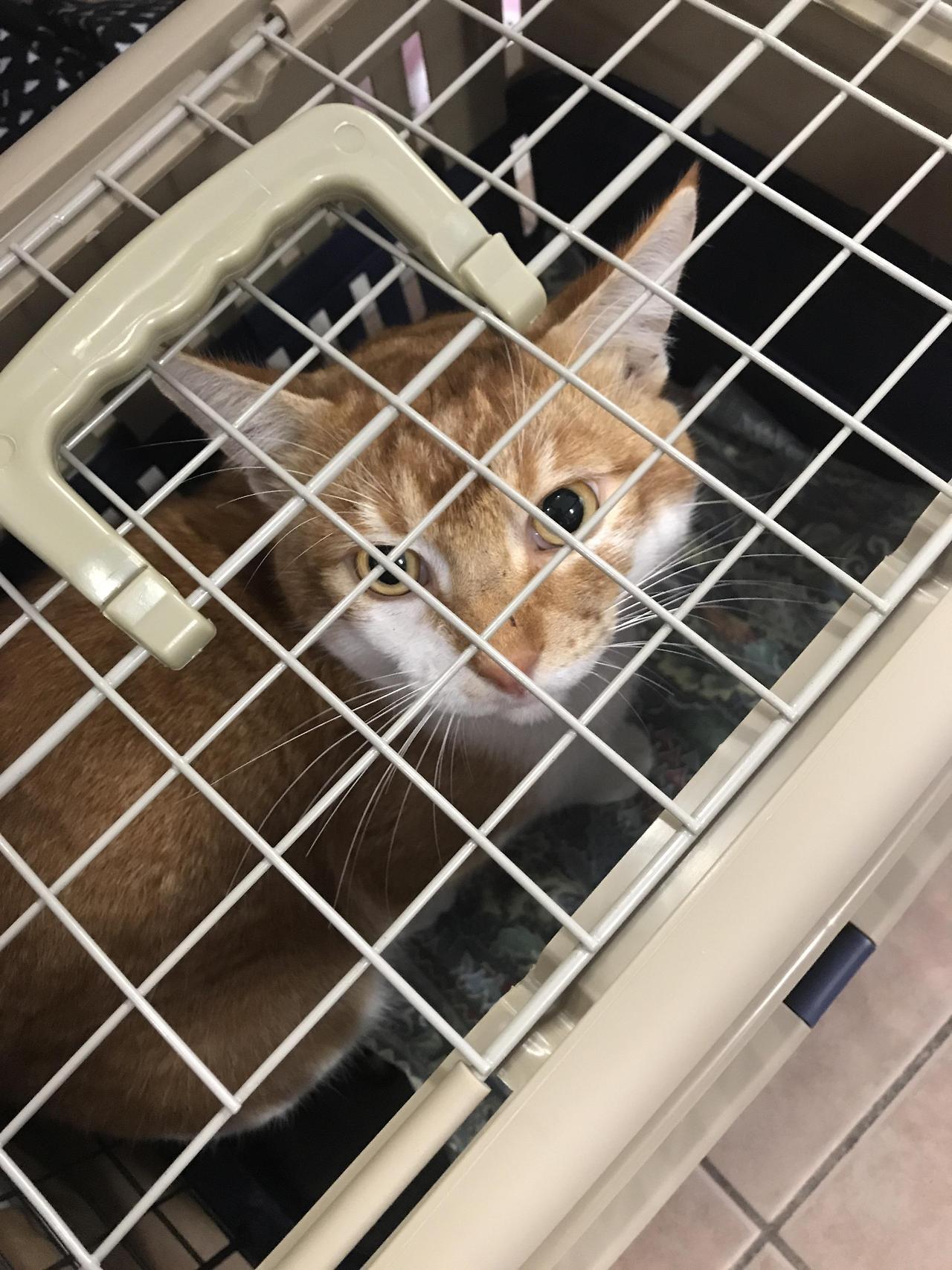 cutekittensarefun:Went to Cat Haven to have a look at cats, and fell in love with