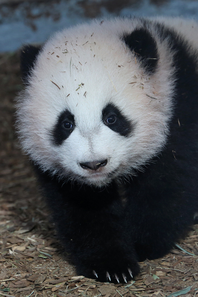 giantpandaphotos:  Mei Huan at Zoo Atlanta in Georgia, US, on December 18, 2013.