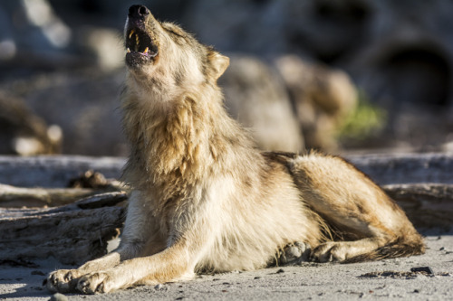 wolveswolves:  Photographer zooms in on the unique coastal wolves of British Columbia  Wolves living on the coastline of the Pacific Northwest are so specialized that they are considered an unofficial subspecies of the Gray wolf (Canis lupus). Conservatio