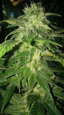 rastacowden:  Grape ape a week prior to harvest! 