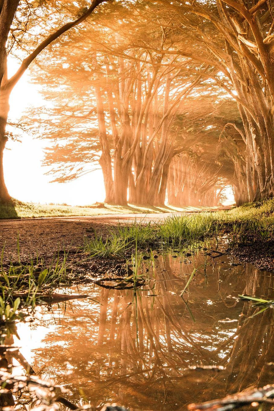 lsleofskye:  Cypress Tree Tunnel