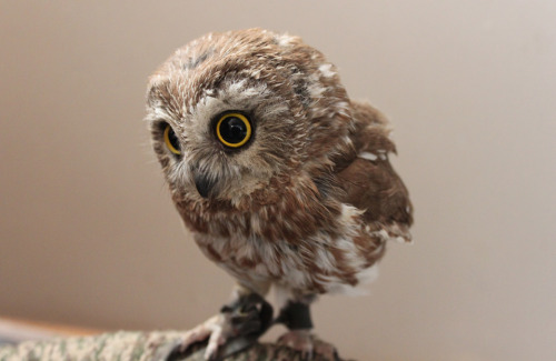 tastefullyoffensive:  (via dazuki) 