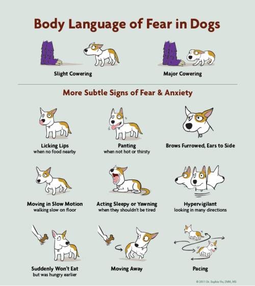 vetstudent-microbiologymaniac:Body Language of Fear in Dogs