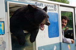 animal-factbook:  Like many other animals, bears will try to find a job to support its family in the wild. However not all jobs are suitable for bears. This particular ice cream truck’s sales decreased by a whopping 87.5% after employing Barney the