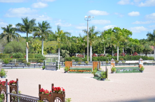 junior-jumper: snaffle—bit: disneyland for horse people