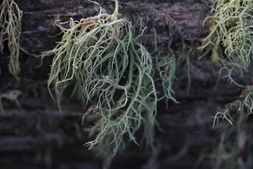 109pm:Moss on woodSteiglitz, Brisbane Ranges, VictoriaEarly Winter, June 2014Taken on 60mm Macro, Ca