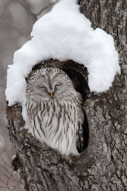 wonderous-world:  Ural Owl by Dennis Binda 
