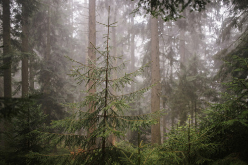 desomnis:A foggy spring dayby desomnisInstagram | Flickr | Tumblr | 500px | GettyImages