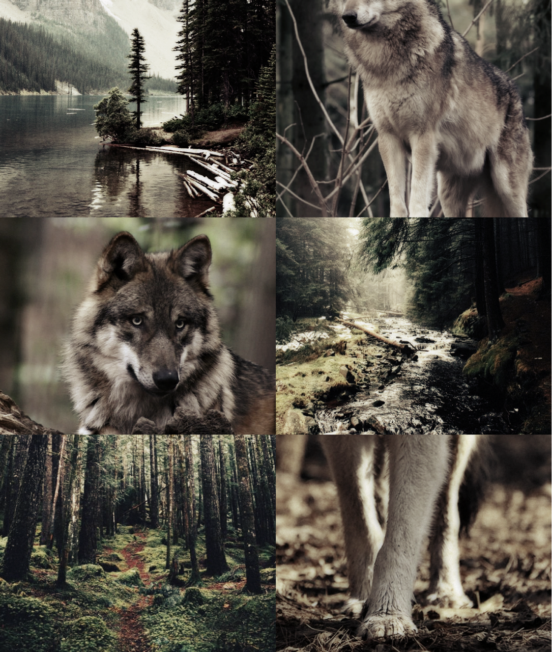 coyotecore #coyotetherian #therian #aesthetic #coywolf in 2023, therian  wallpaper 