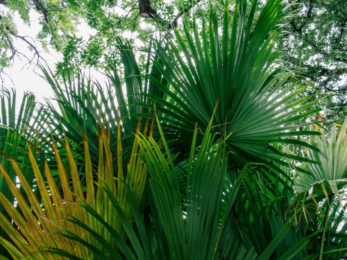 tropiqua-l:  palmstx:  ©2016 Fans.   q’d active tropical blog and i follow back similar :)   ❁❁ trop