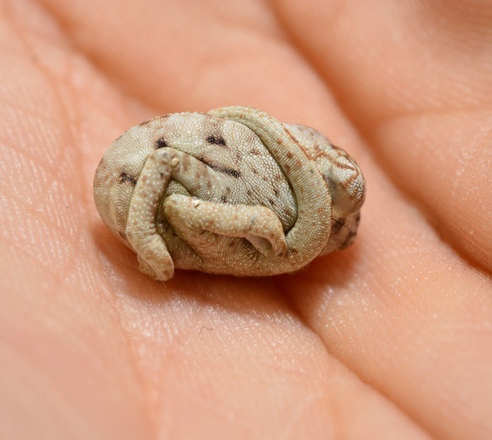 the-awesome-quotes:    Seconds-Old Baby Chameleon Doesn’t Realize He’s Out Of