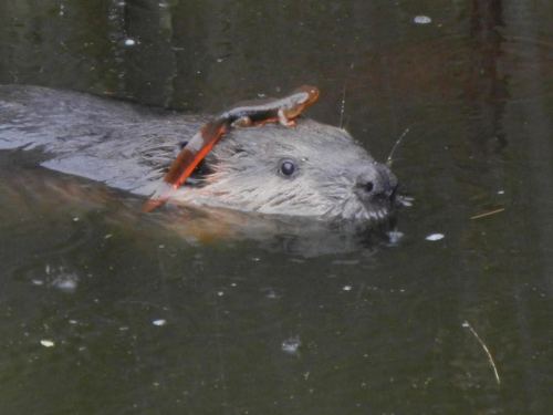 animals-riding-animals:newt riding beaver