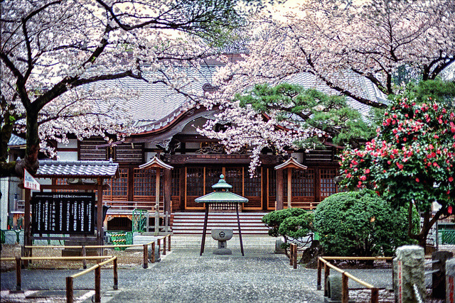 japan-mania:  Sakura at Yutenji by CaDs on Flickr. 