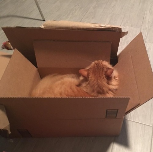 Box on box on box #farofa #boxcat #box #folex #happycat #farofathecat #mainecoon #orangetabby #miami
