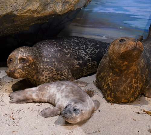 The Harbor Seal pup is finished and with his new family at the Santa Barbara Museum of Natural Histo