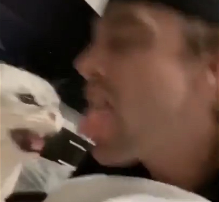 queer-coffee:mxcheese:leeisstillawake:dbrann11:j0jin-deactivated20210309:Funniest thing I have seen in 2020Ok but legit the funniest part of this is that the cat just knows what he’s about to do before his tongue is even out. He’s done this more than